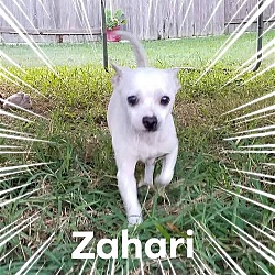 Photo of Zahari