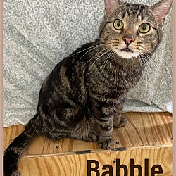 Photo of Babble Jenkintown PetSmart (FCID# 10/13/2023-139)