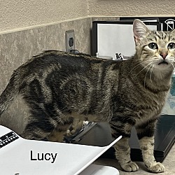 Thumbnail photo of Lucy Loo #4
