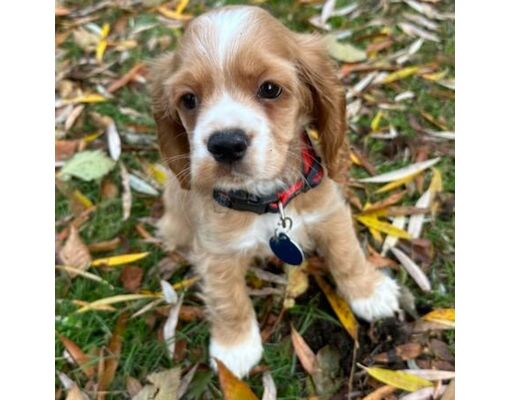 Cocker Spaniel Seattle Seattle, WA - Cocker Spaniel. Meet Kasie Cocker Spaniel a Pet for ...