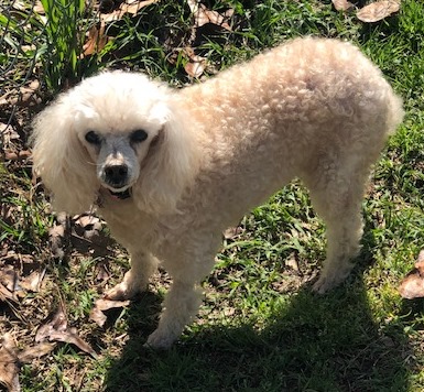 Photo of Lucy Poodle