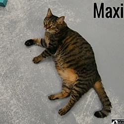 Thumbnail photo of Maxim #3
