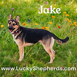 Thumbnail photo of Jake II #1