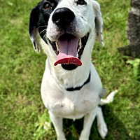 adopt a pet