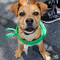 adopt a pet