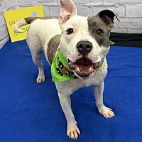 adopt a pet