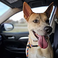 adopt a pet