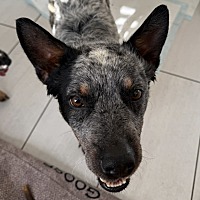 adopt a pet