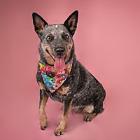 adopt a pet