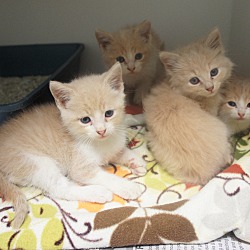 Thumbnail photo of Milk Kittens #2