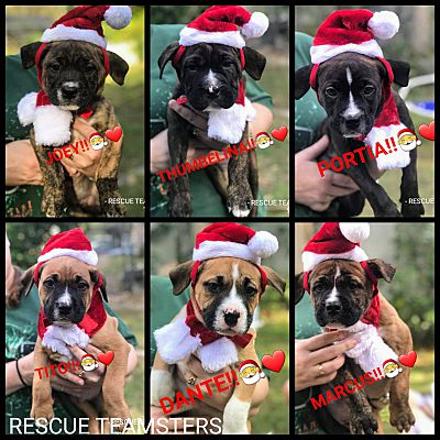 boxer puppies tampa bay area