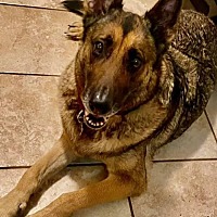 Charming Pet Rescue Ct In Hartford Connecticut