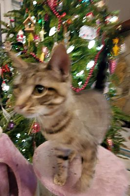 Albemarle Nc Domestic Shorthair Meet Tonks A Pet For Adoption