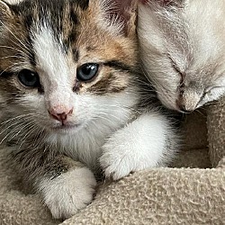 Thumbnail photo of Foster These Siamese New Kitten Arrivals #2