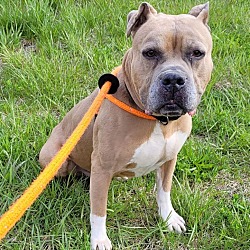 Photo of Vaughn - pending adoption