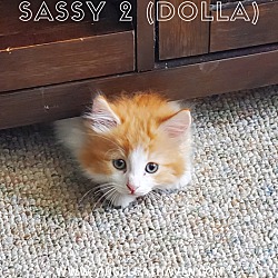 Photo of Sassy 2 (Dolla)