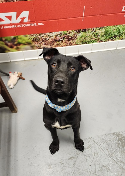 Lafayette, IN - Labrador Retriever. Meet Julian A Pet For Adoption ...