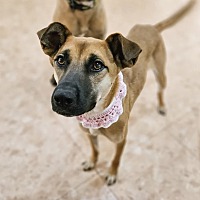 adopt-pet