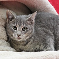 adopt-pet