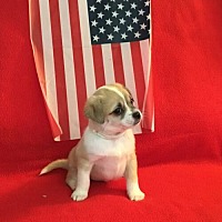 adopt-pet