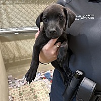 adopt a pet