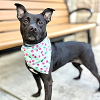 adopt a pet