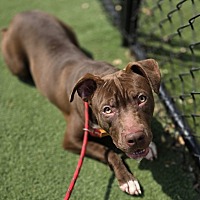 adopt a pet