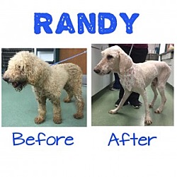 Thumbnail photo of Randy #2