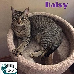 Thumbnail photo of Daisy - Adopted January 2017 #1