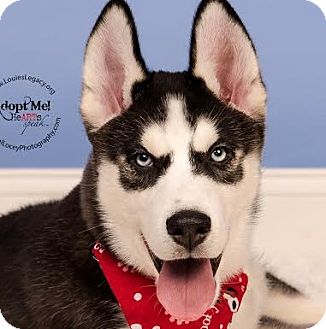Cincinnati Oh Siberian Husky Meet Jet Pending A Pet For Adoption