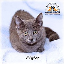 Photo of Piglet