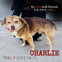 Photo of Charlie 7641