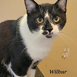 Photo of Wilbur