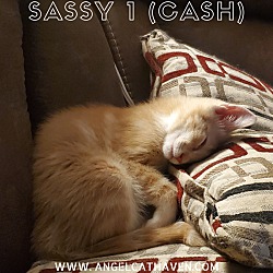 Thumbnail photo of Sassy 1 (Cash) #1