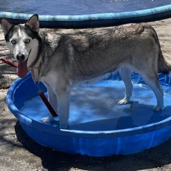 Photo of Dog