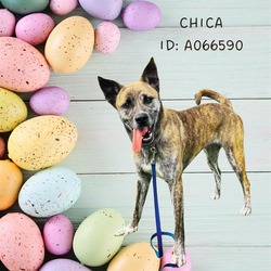 Photo of CHICA