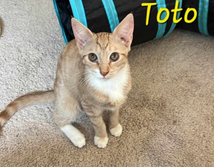 Photo of Toto (Bonded with Evie)