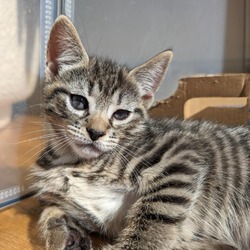 Photo of Red Sonja's Kitten: Dread Pirate Roberts