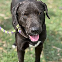 adopt-pet