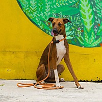 adopt a pet