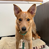 adopt a pet
