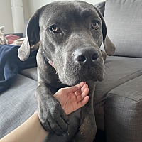 adopt-pet