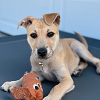 adopt a pet