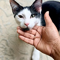 OREO (BONDED TO SPICE) - Domestic Shorthair available for adoption