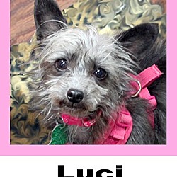 Thumbnail photo of Luci #1