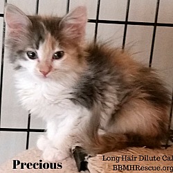 Thumbnail photo of Precious #3
