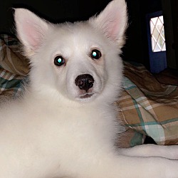 Thumbnail photo of Nova-Adopted! #1