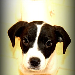 Thumbnail photo of Niblet~adopted! #2