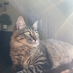 Photo of Kitty 
