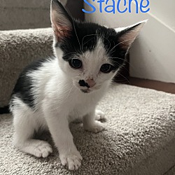 Thumbnail photo of Stache #1